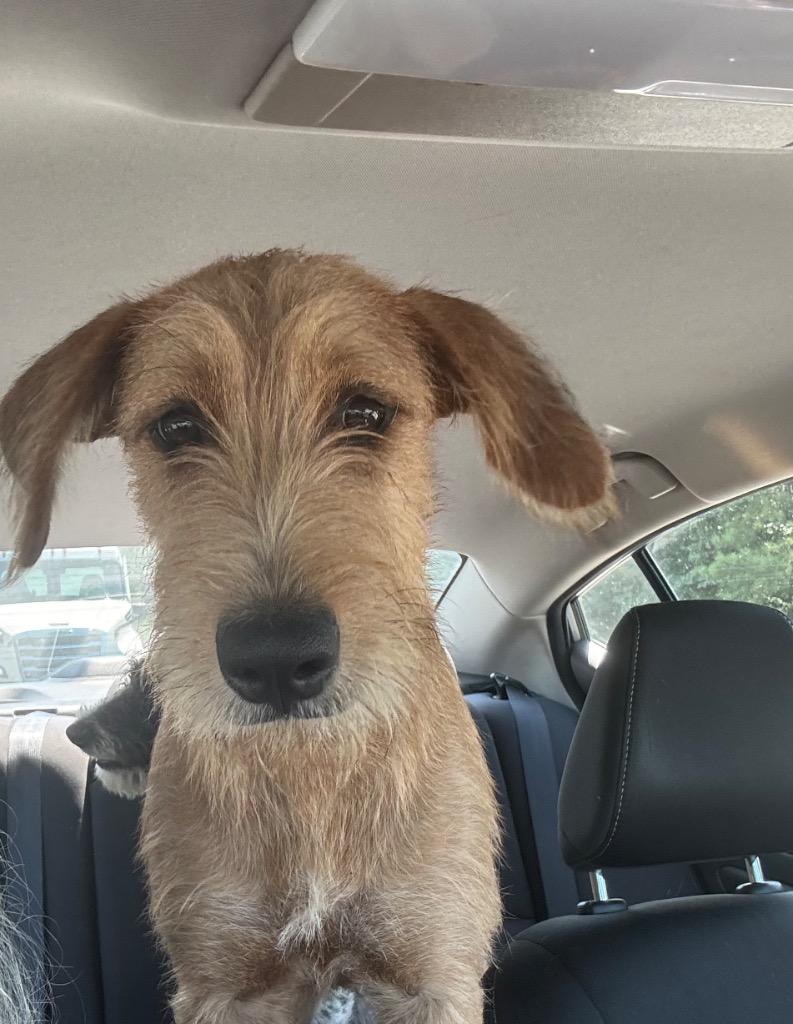 Oaklynn / Elliott, Adoptable, Young Female Schnauzer & Airedale Terrier.