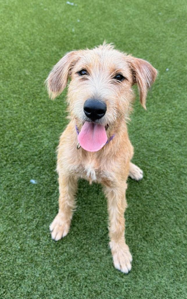 Enlarge Oaklynn / Elliott, a Adoptable mixed breed in Dalton, GA image 2/5