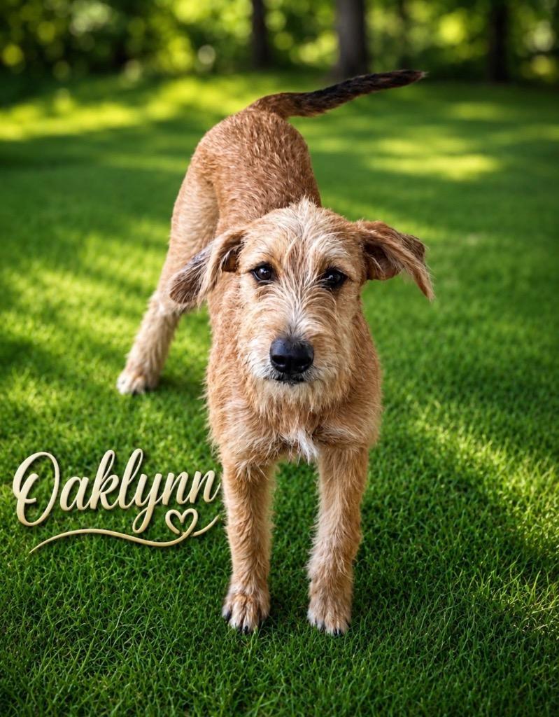 Enlarge Oaklynn / Elliott, a Adoptable mixed breed in Dalton, GA image 4/5