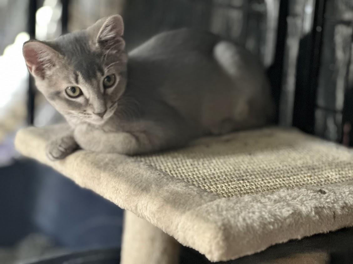 Sassy, Adoptable, Kitten Female Domestic Short Hair & Tabby.