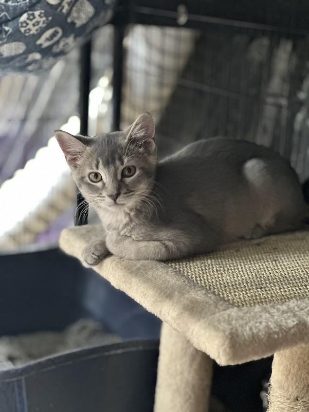 Enlarge Sassy, a Adoptable mixed breed in River Falls, WI image 2/2