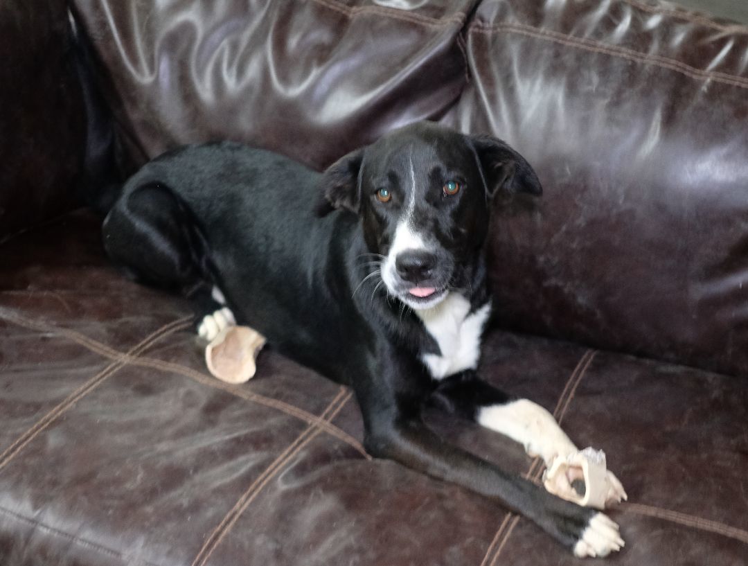 LLoyd, a Adoptable mixed breed in New Caney, TX image 1/3