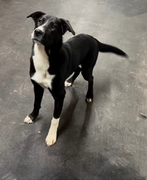 LLoyd, a Adoptable mixed breed in New Caney, TX image 2/3