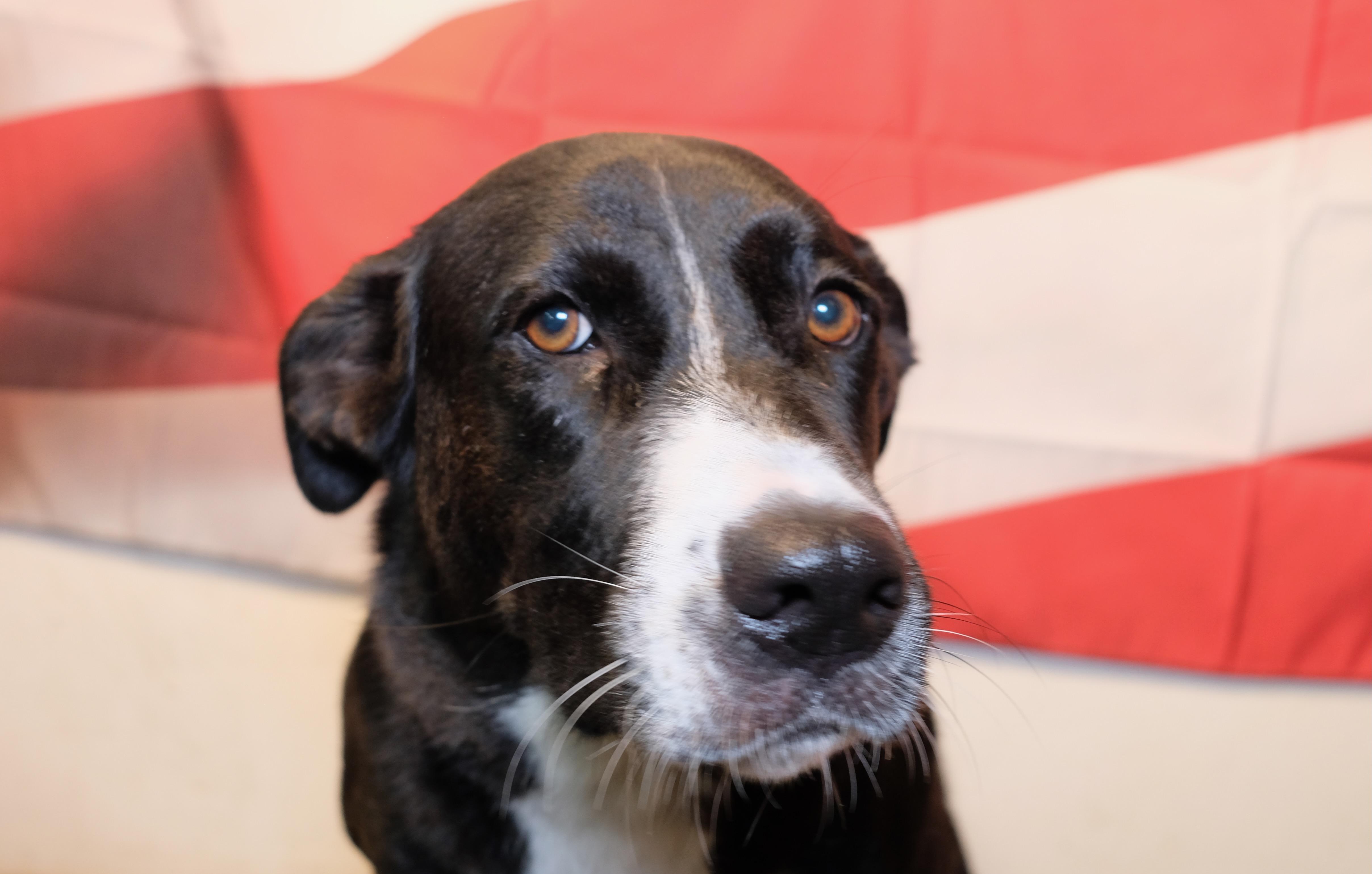 LLoyd, a Adoptable mixed breed in New Caney, TX image 3/3