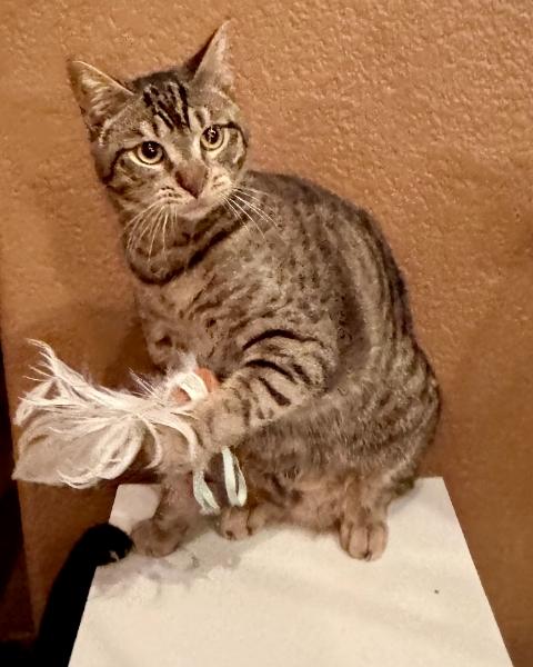 Lily, a Adopted Domestic Short Hair in Marin, CA image 3/6