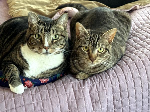 Lily, a Adopted Domestic Short Hair in Marin, CA image 5/6