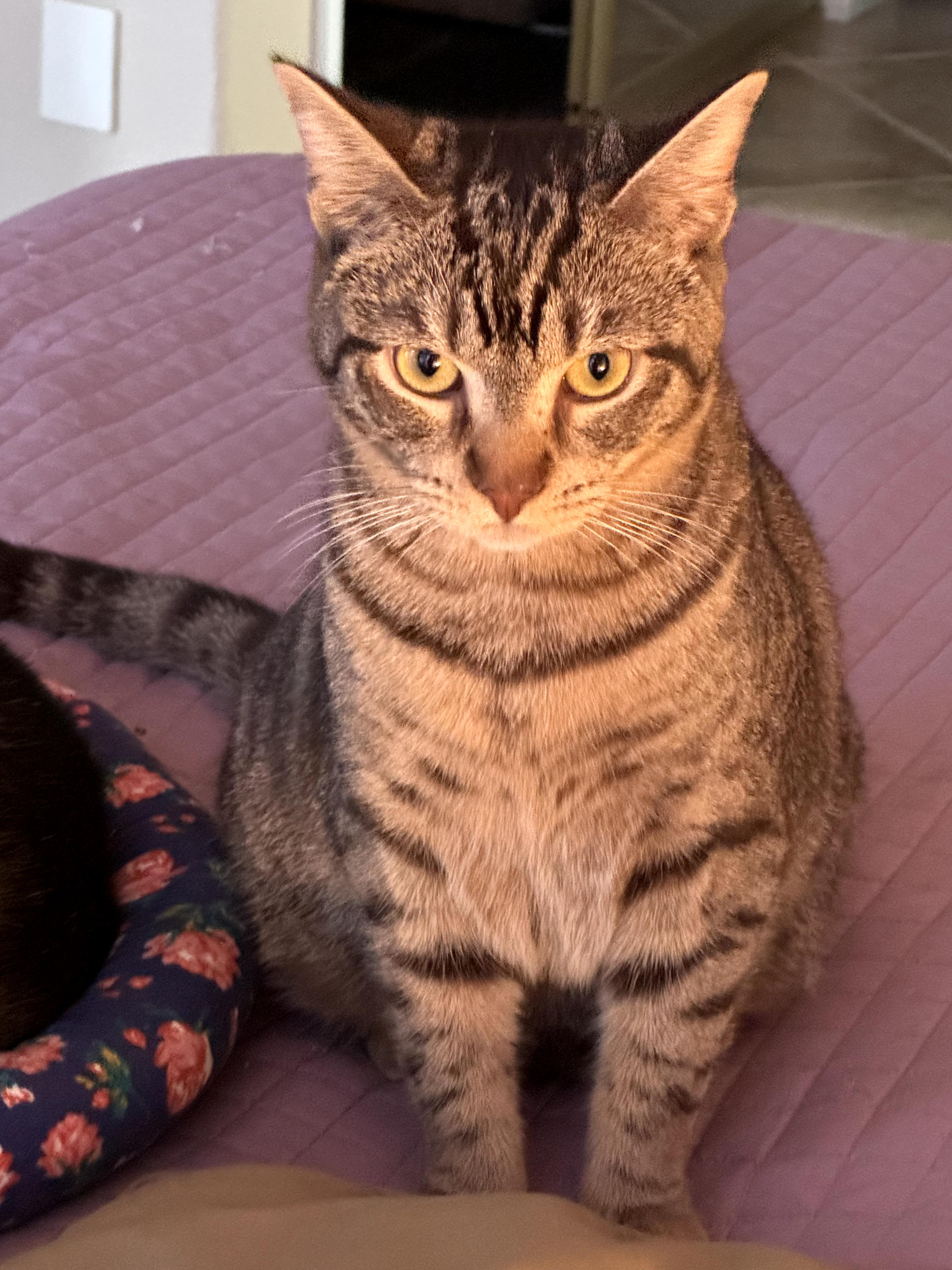 Lily, a Adopted Domestic Short Hair in Marin, CA image 2/6