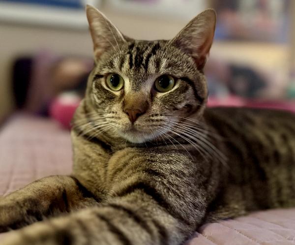 Lily, a Adopted Domestic Short Hair in Marin, CA image 1/6