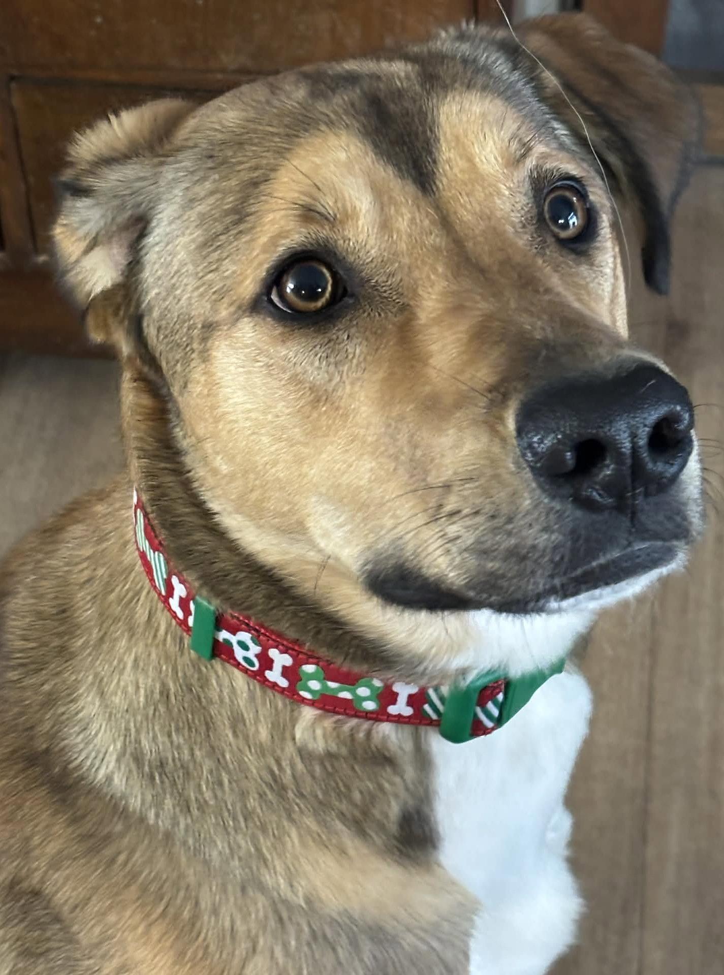 Enlarge RIVIAN, a Adopted mixed breed in Minesing, ON image 2/3