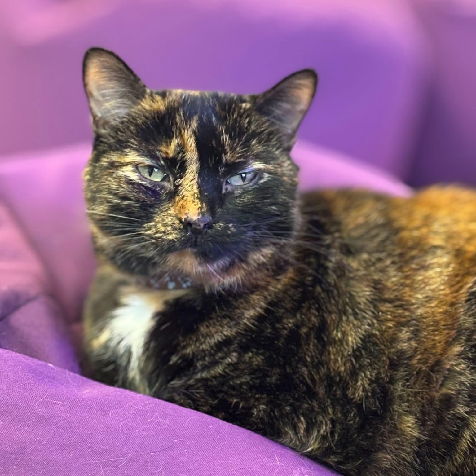 Enlarge Pixie (bonded with Dixie), a Adoptable mixed breed in Lancaster, SC image 1/3