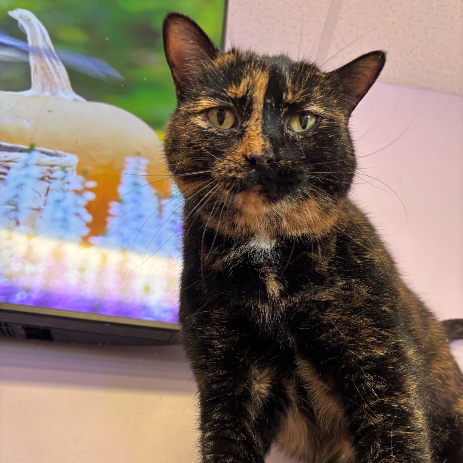 Pixie (bonded with Dixie), Adoptable, Senior Female Domestic Short Hair.