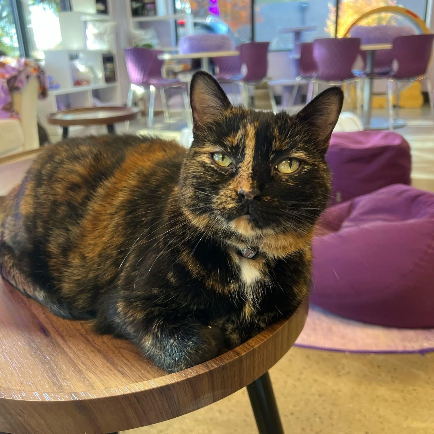 Enlarge Pixie (bonded with Dixie), a Adoptable mixed breed in Lancaster, SC image 3/3