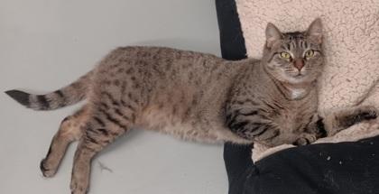 Dani, a ADOPTABLE Domestic Short Hair in Boyne City, MI image 1/2