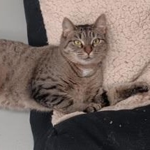 Enlarge Dani, an adopted Domestic Short Hair in Boyne City, MI image 1/2