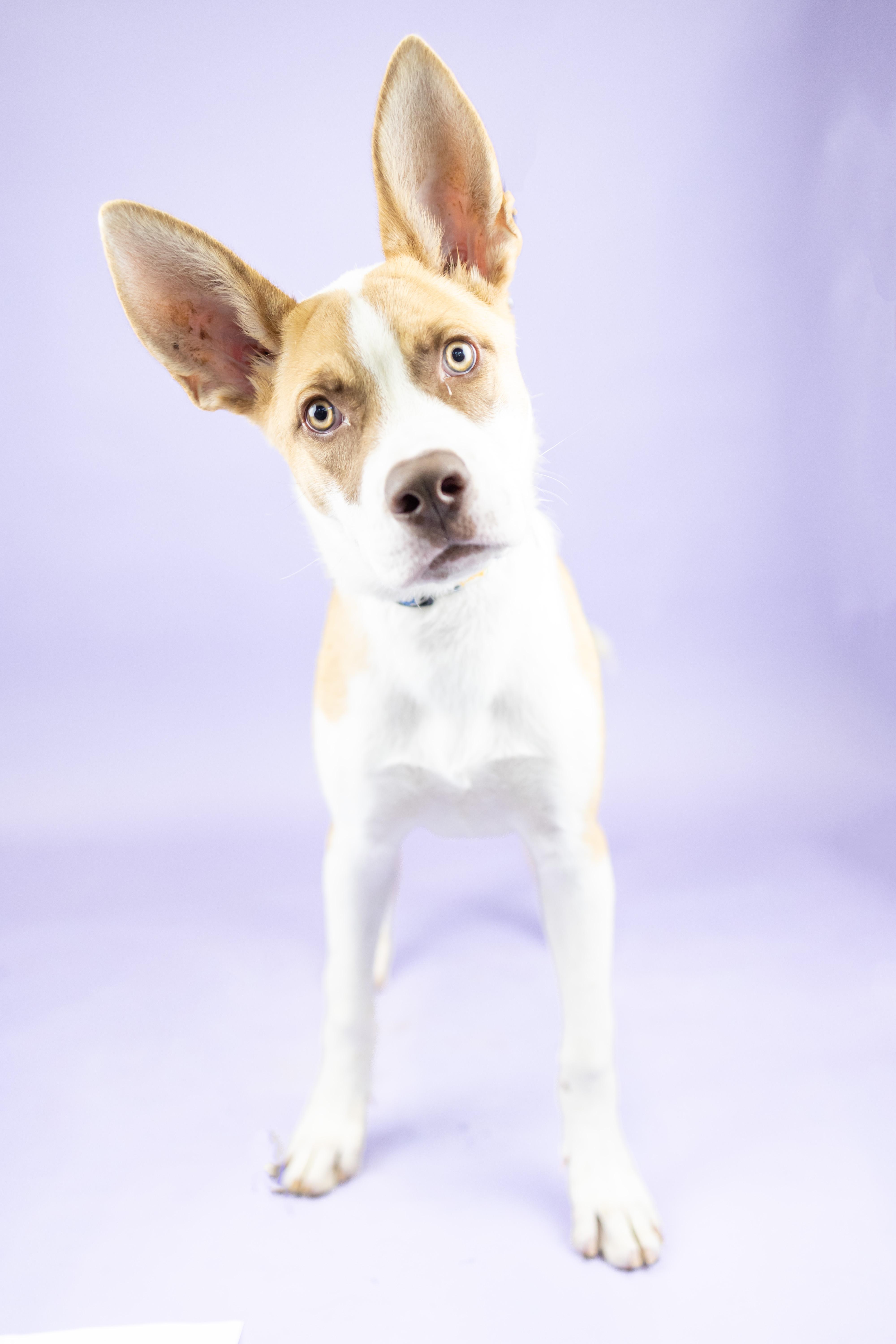 Rikko, Adoptable, Adult Male Mixed Breed.