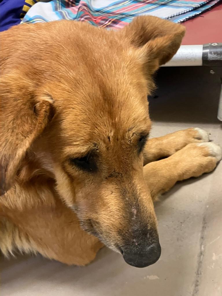 Enlarge Porcupine, a Adoptable Shepherd in Christiansburg, VA image 1/1