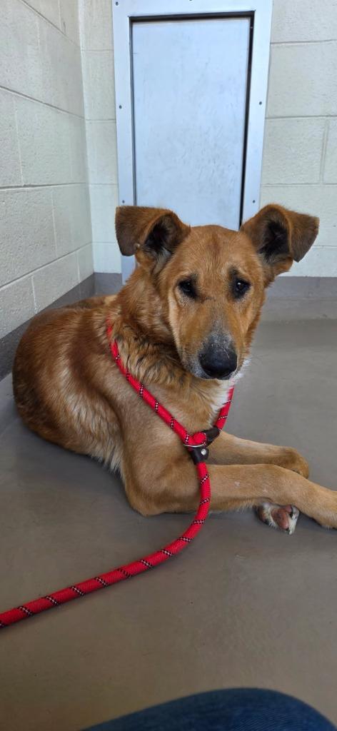 Porcupine, Adoptable, Adult Male Shepherd.