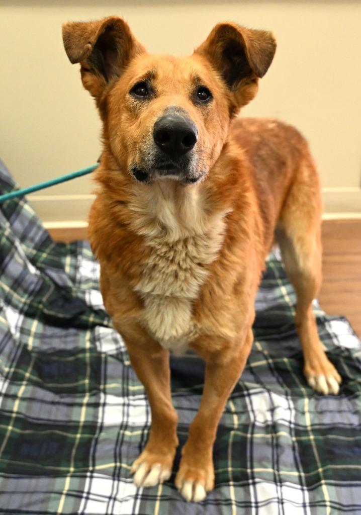 Enlarge Porcupine, a Adoptable Shepherd in Christiansburg, VA image 2/3