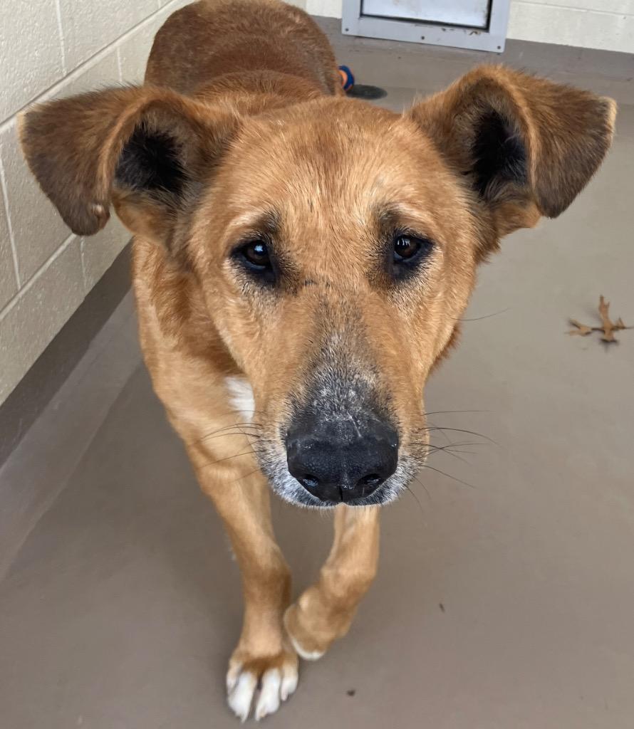 Enlarge Porcupine, a Adoptable Shepherd in Christiansburg, VA image 3/3