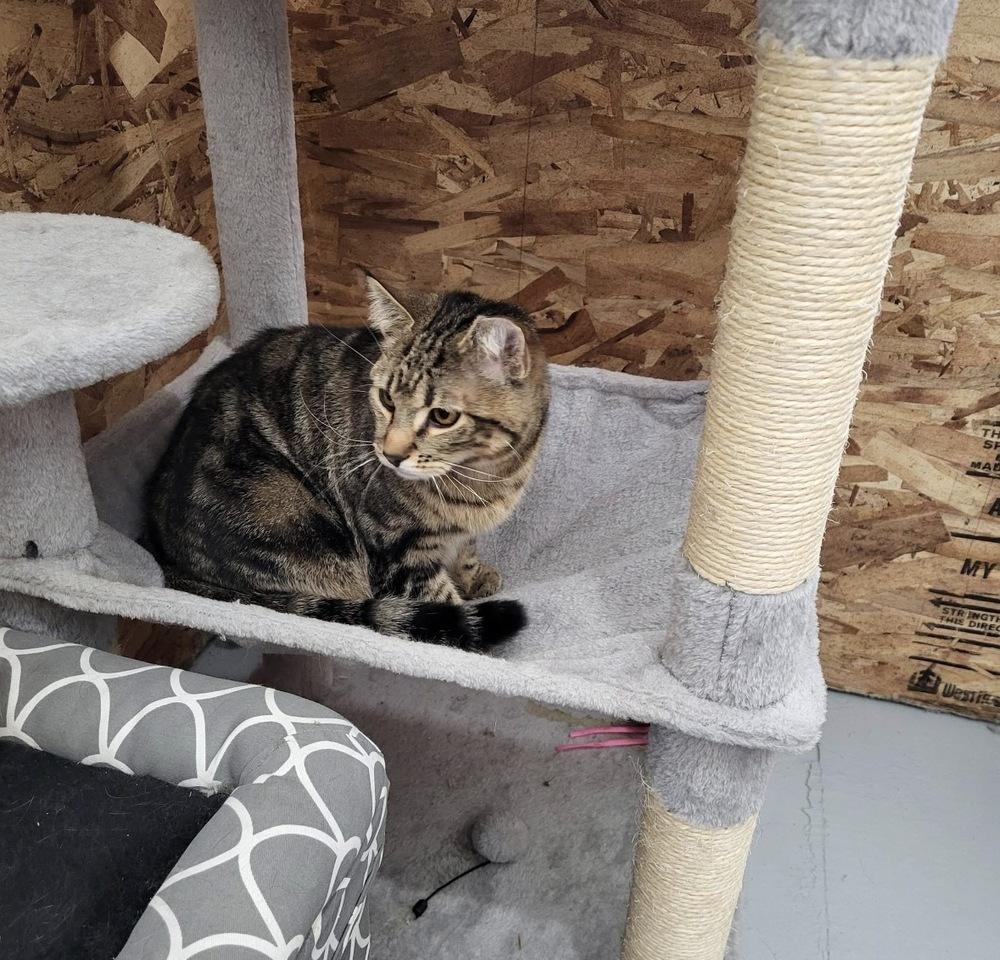 Liberty, Adoptable, Young Female Domestic Short Hair.