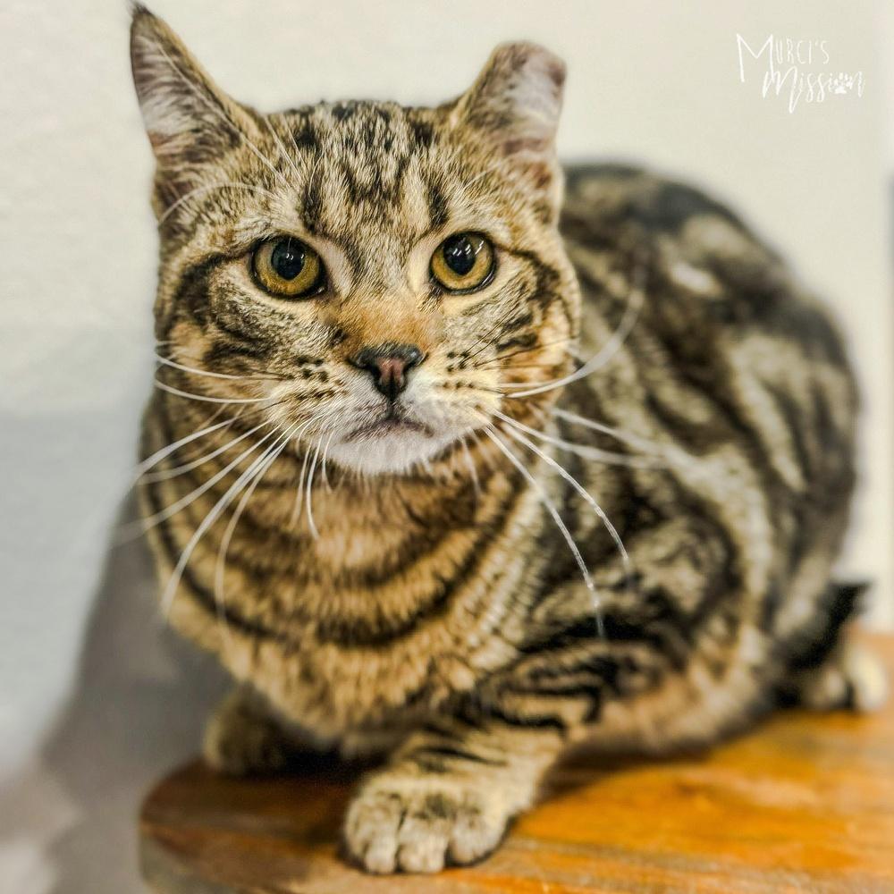 Enlarge Liberty, a Adoptable mixed breed in Spokane , WA image 1/1