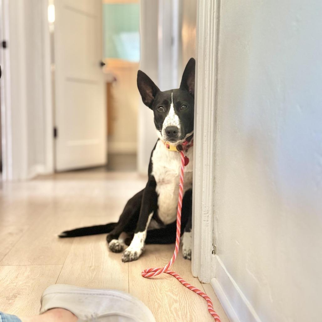 Enlarge Rhoda, a Adoptable mixed breed in Los Angeles, CA image 1/6