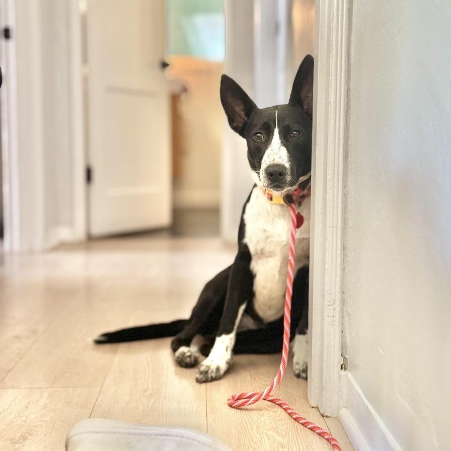 Enlarge Rhoda, a Adoptable mixed breed in Los Angeles, CA image 1/6