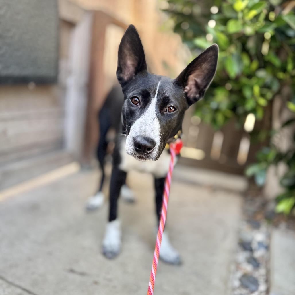 Enlarge Rhoda, a Adoptable mixed breed in Los Angeles, CA image 2/6