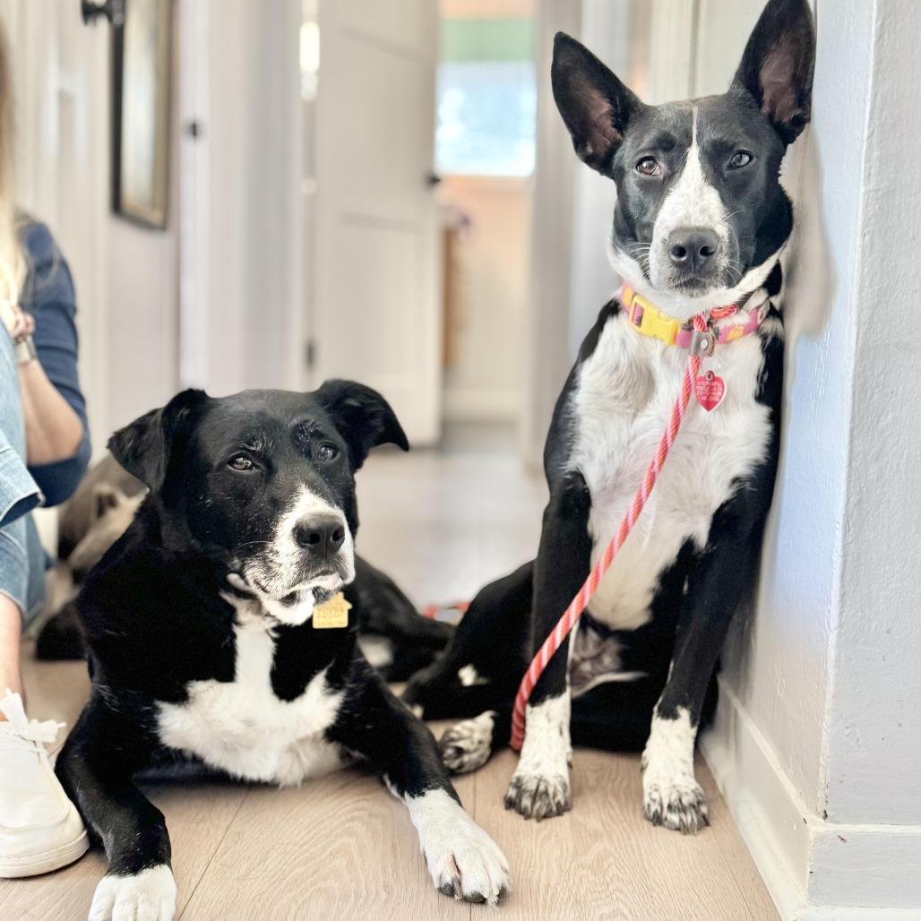 Enlarge Rhoda, a Adoptable mixed breed in Los Angeles, CA image 3/6