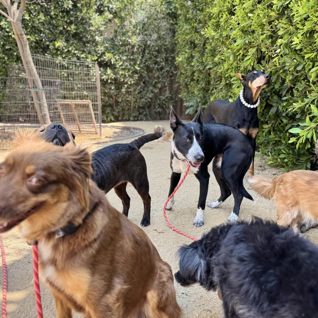 Enlarge Rhoda, a Adoptable mixed breed in Los Angeles, CA image 4/6