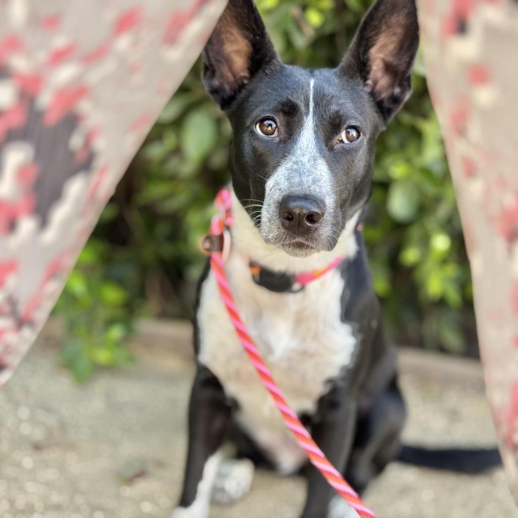 Enlarge Rhoda, a Adoptable mixed breed in Los Angeles, CA image 5/6