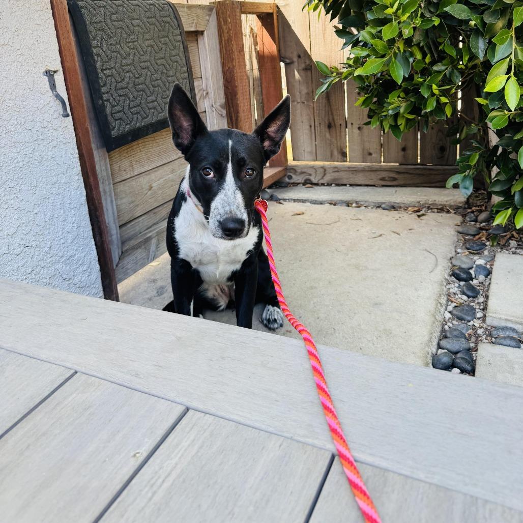 Enlarge Rhoda, a Adoptable mixed breed in Los Angeles, CA image 6/6