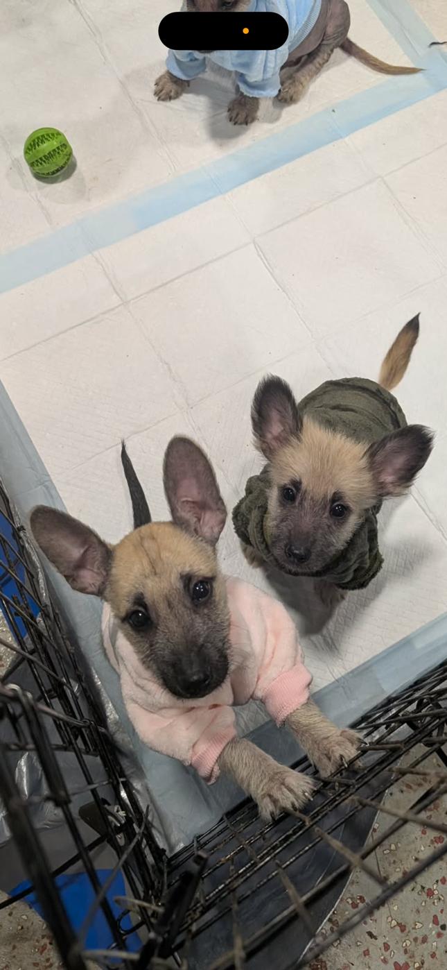 Enlarge Pancake, an adoption pending mixed breed in Atlanta, GA image 3/3