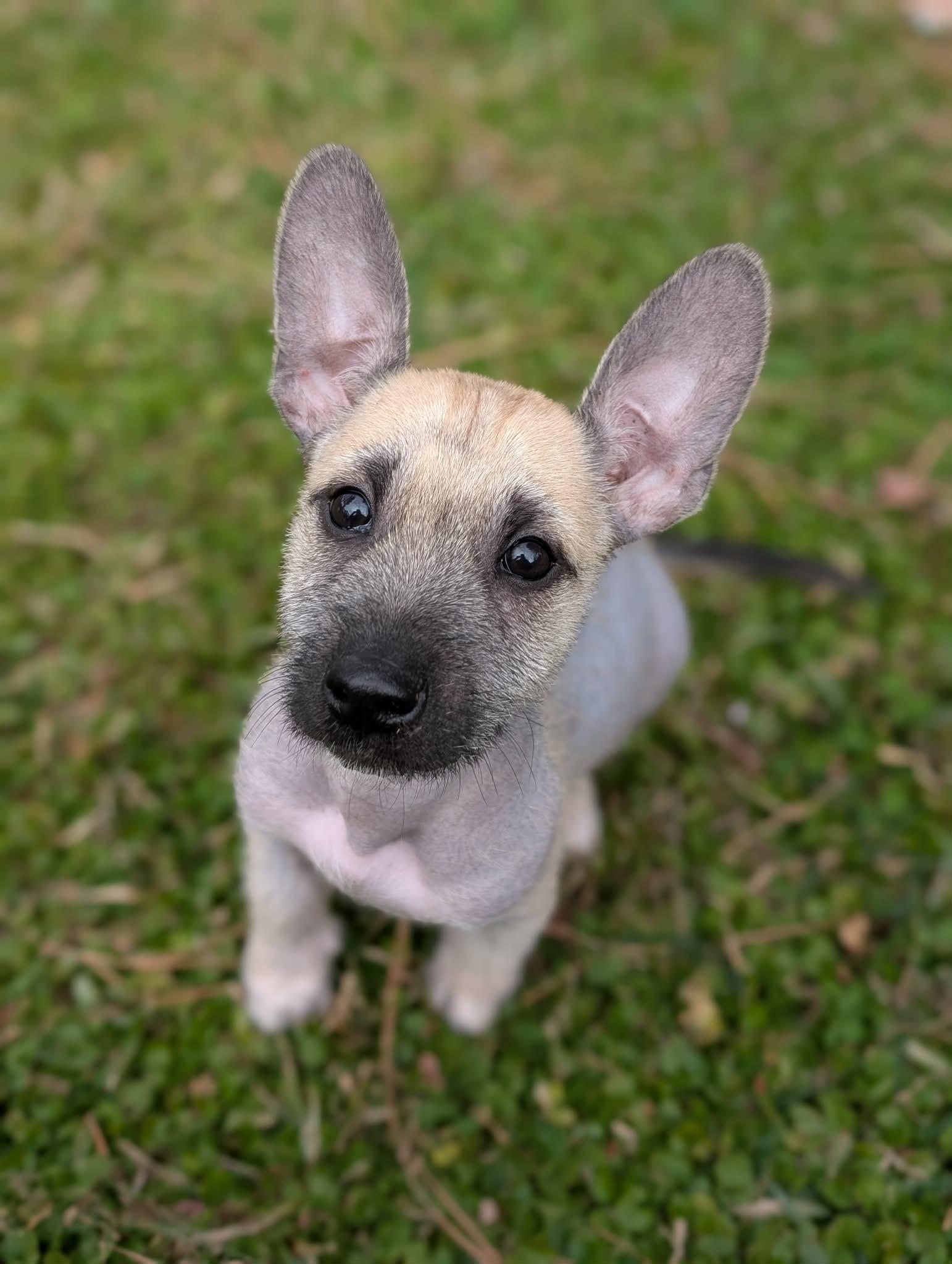 Enlarge Pancake, an adoption pending mixed breed in Atlanta, GA image 1/3