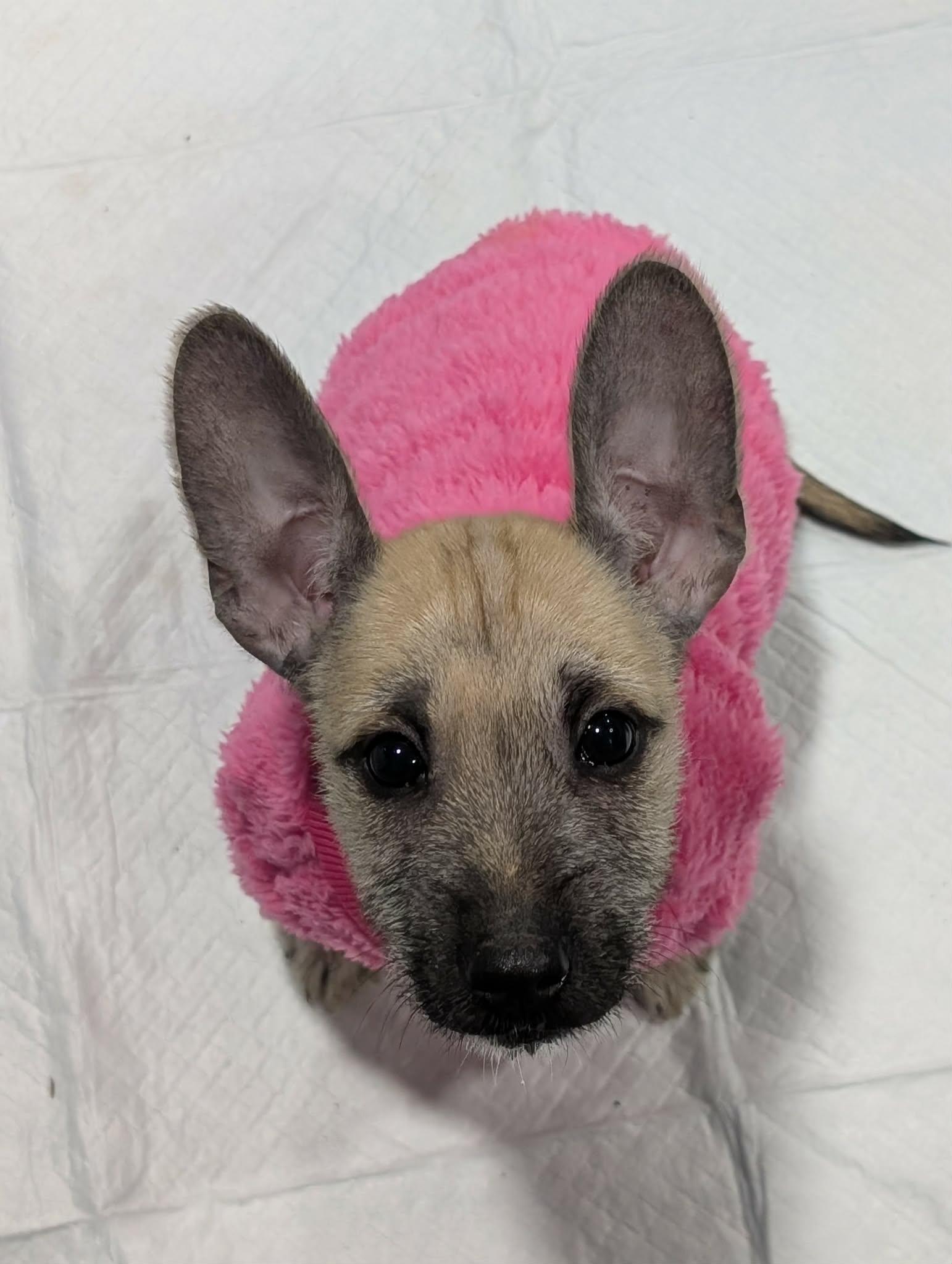 Enlarge Pancake, an adoption pending mixed breed in Atlanta, GA image 2/3