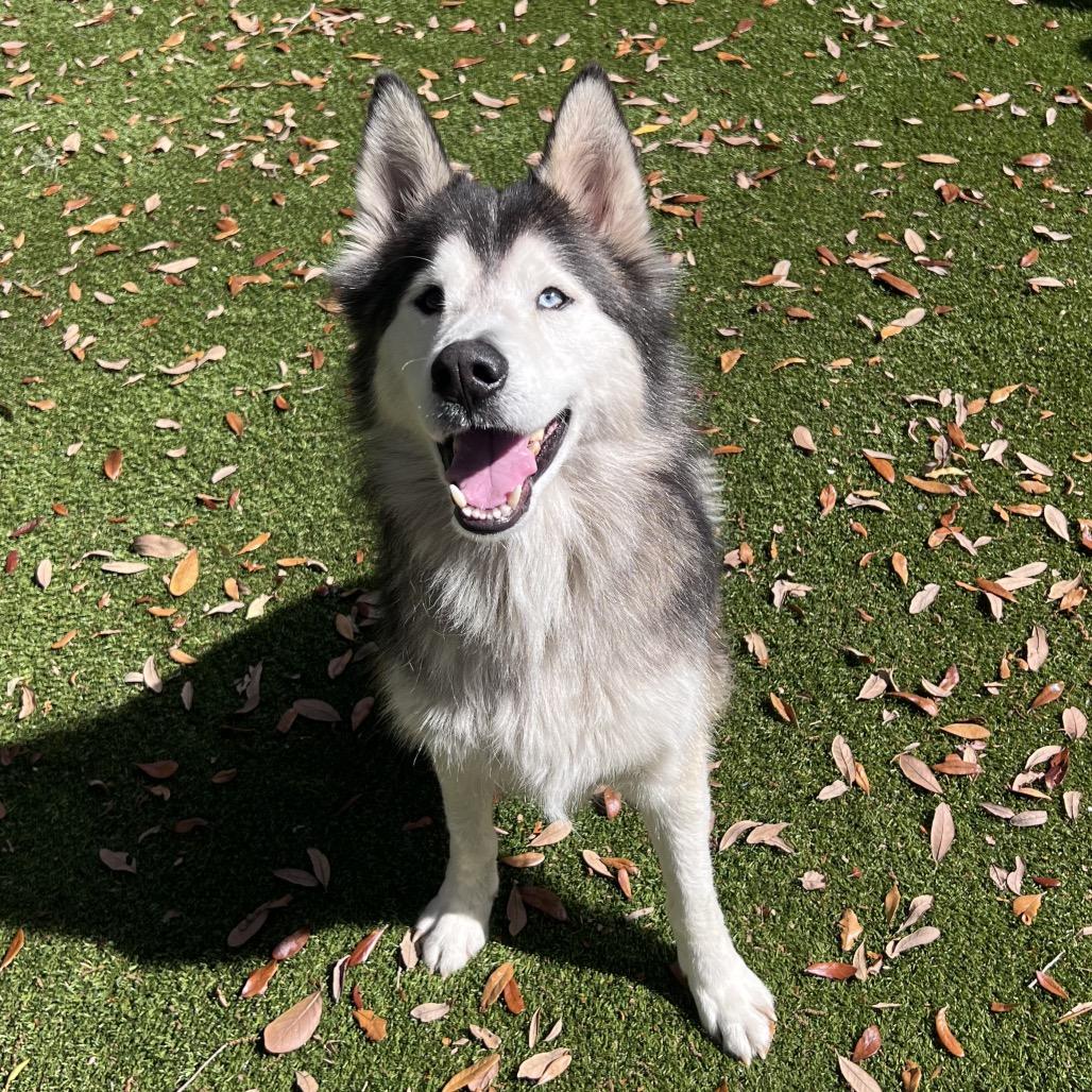 Maverick — thumbnail 2