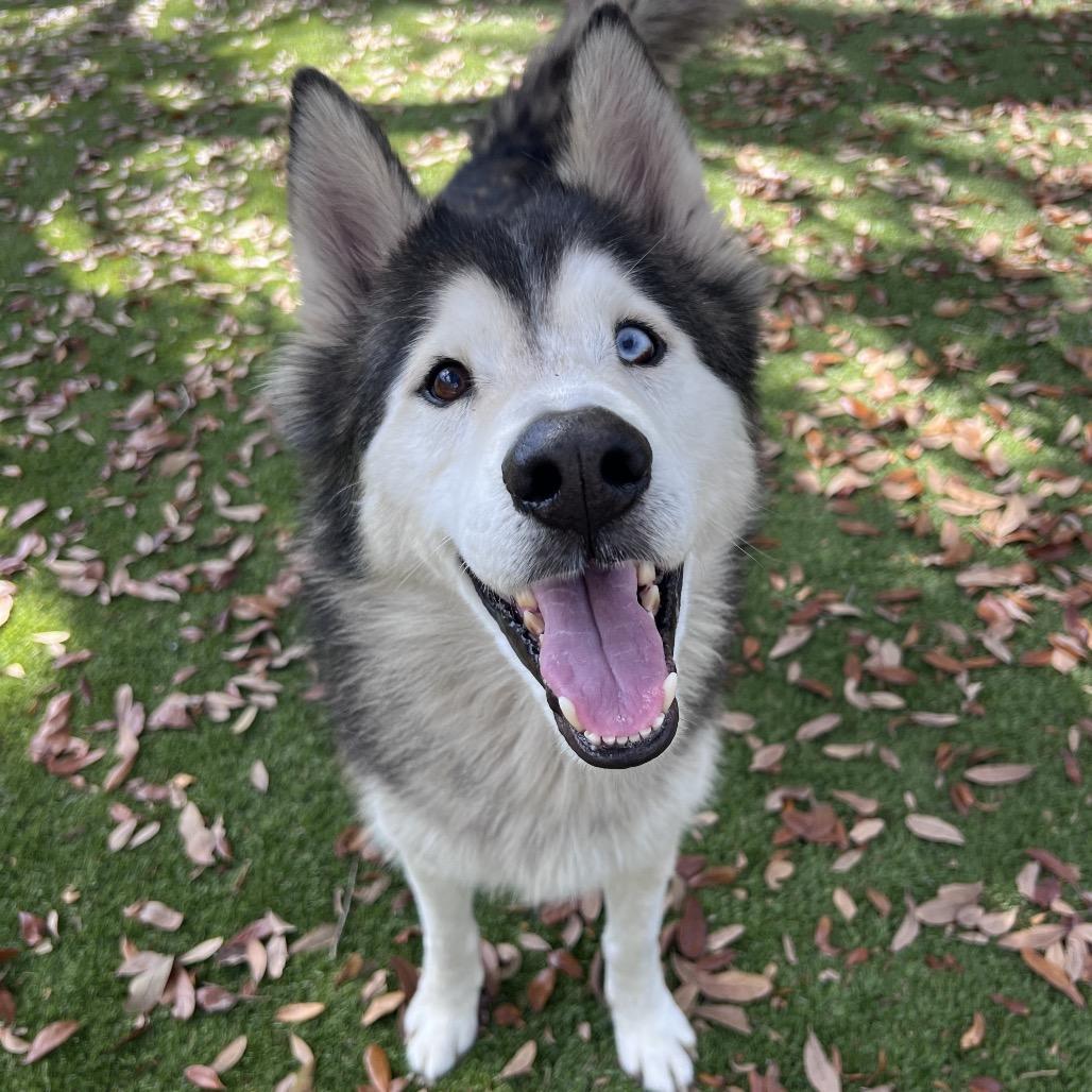 Maverick — thumbnail 3