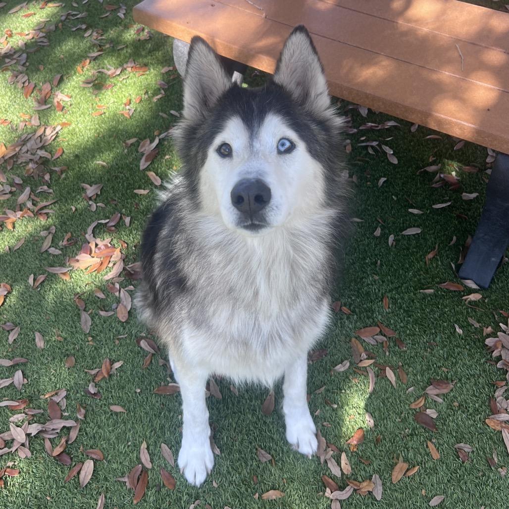 Maverick — thumbnail 4