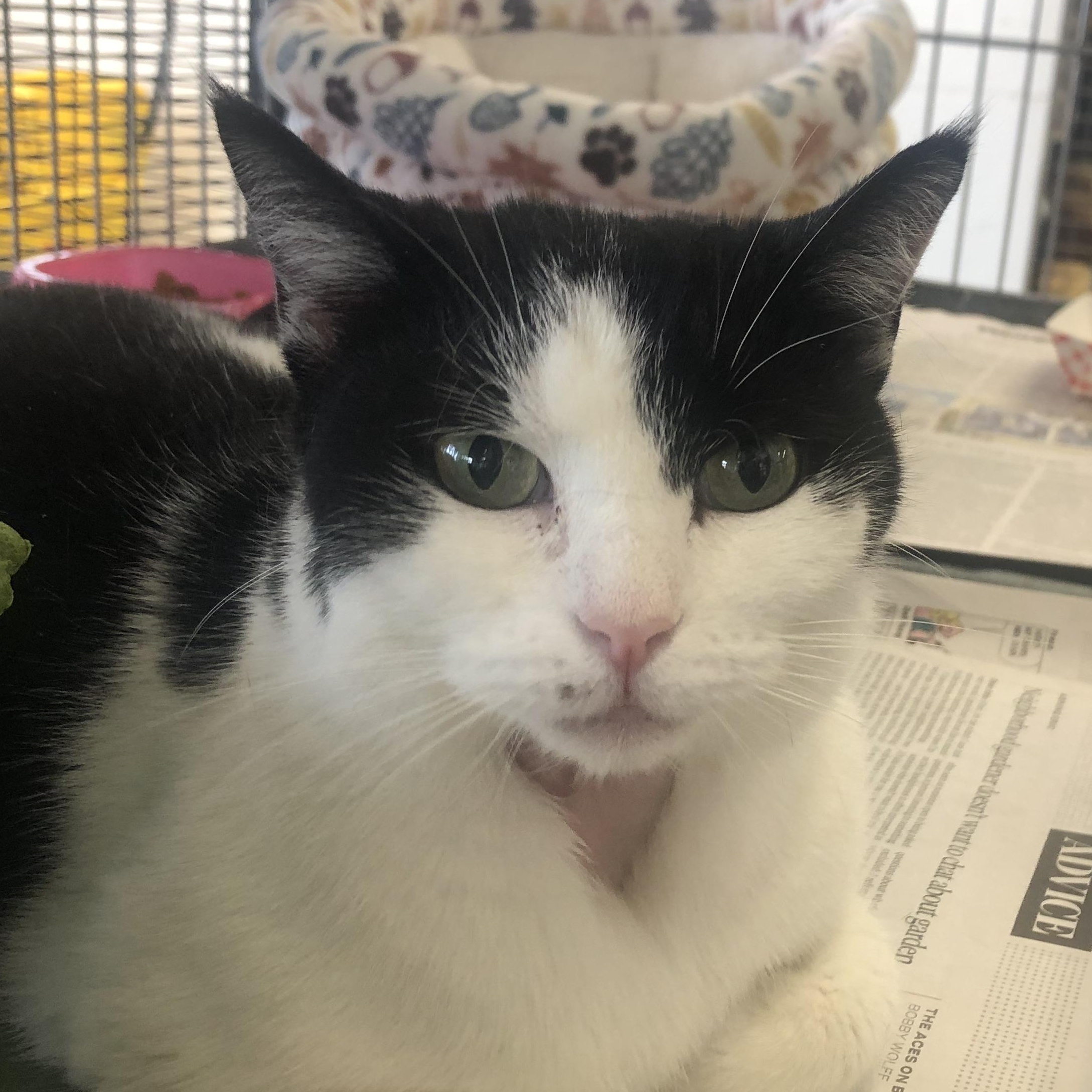 Enlarge Waffles, an adopted Domestic Short Hair in Parma, OH image 1/1