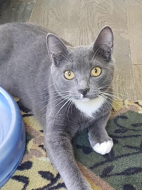 Lucy, a Adoptable Domestic Short Hair in Pickering, ON image 1/3