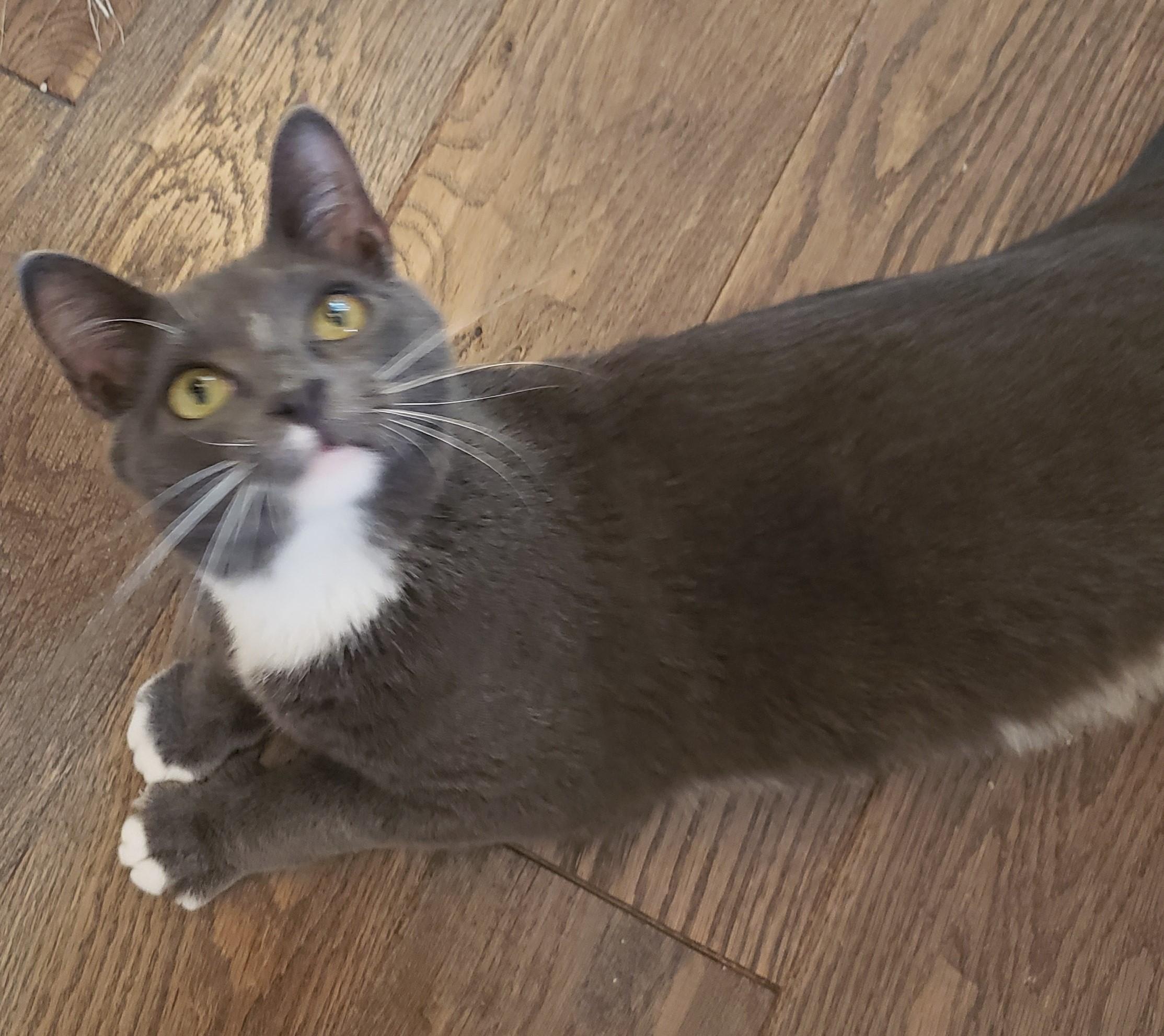 Lucy, a Adoptable Domestic Short Hair in Pickering, ON image 2/3