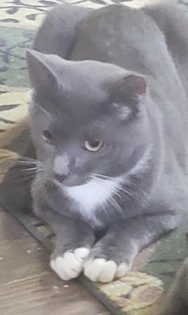 Lucy, a Adoptable Domestic Short Hair in Pickering, ON image 3/3