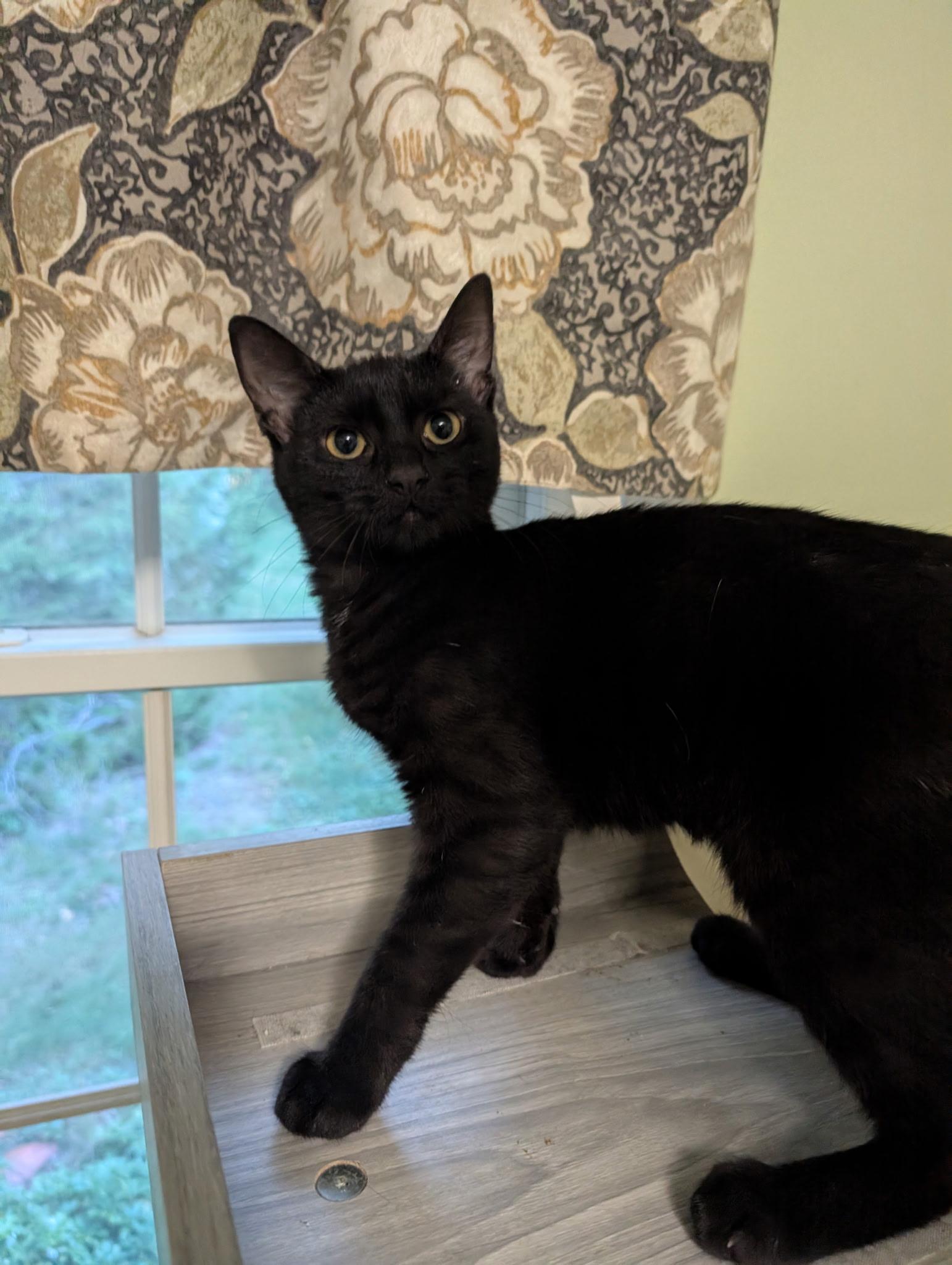 Enlarge Bailey, a Adoptable Domestic Short Hair in Mentor, OH image 2/3
