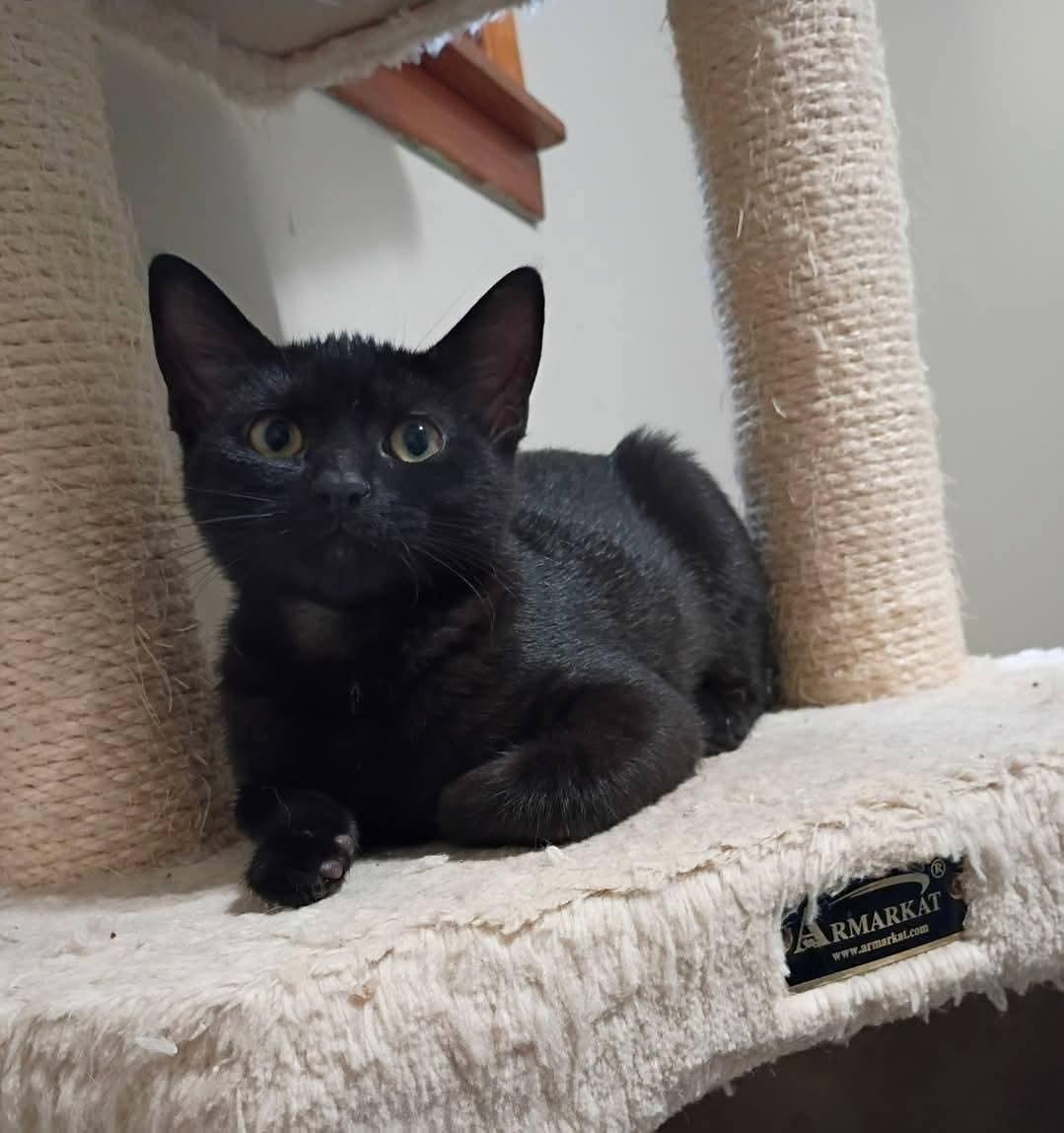 Enlarge Bailey, a Adoptable Domestic Short Hair in Mentor, OH image 3/3