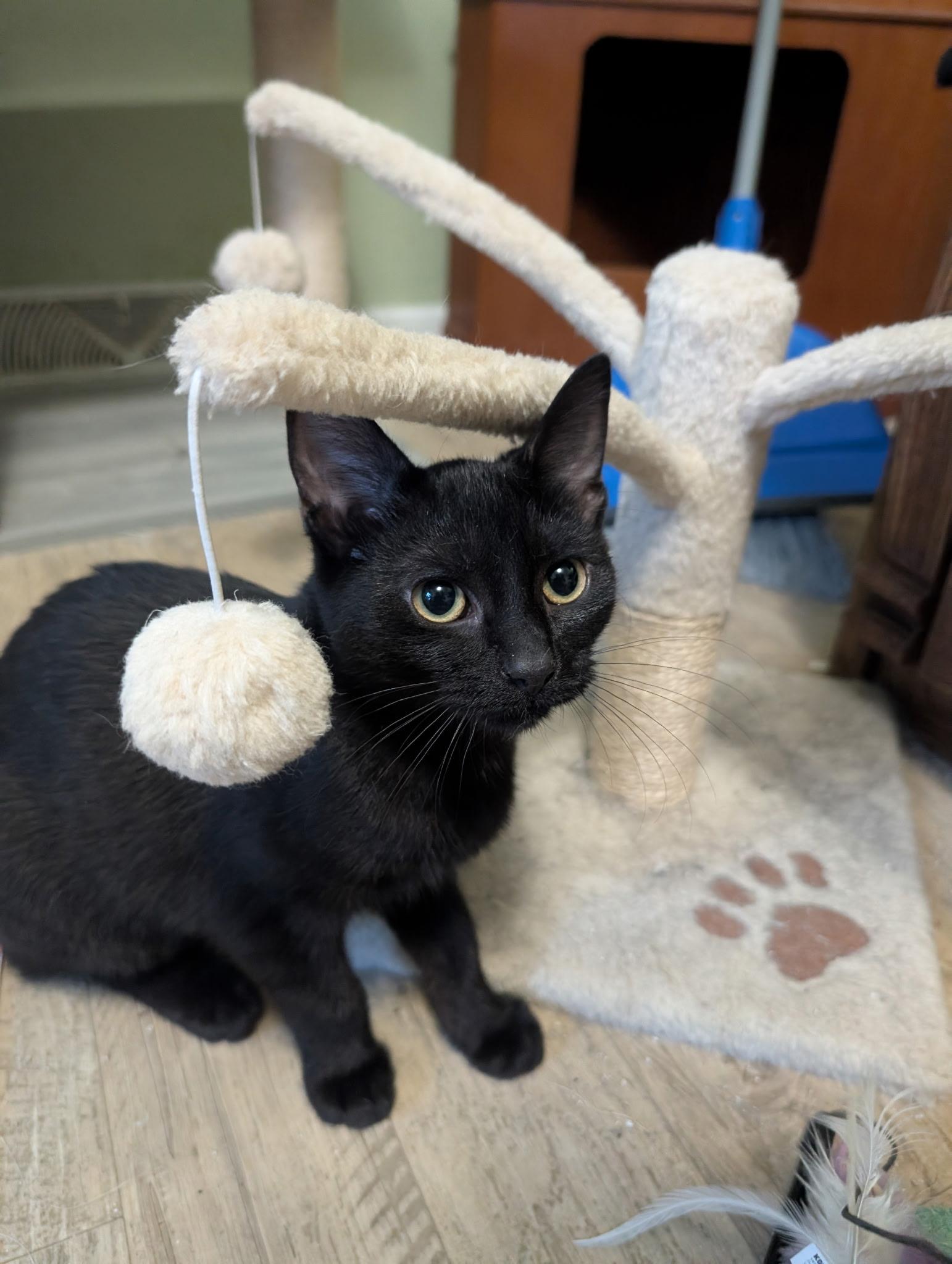 Bailey, Adoptable, Young Female Domestic Short Hair.
