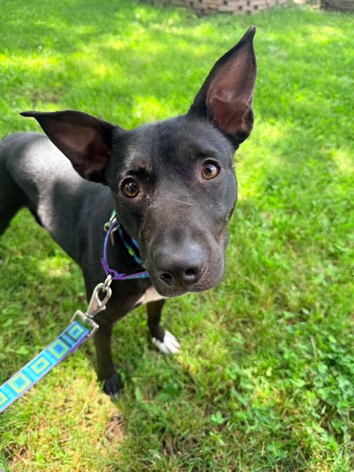 Oliver, a Adoptable Feist in Ozone Park, NY image 2/5