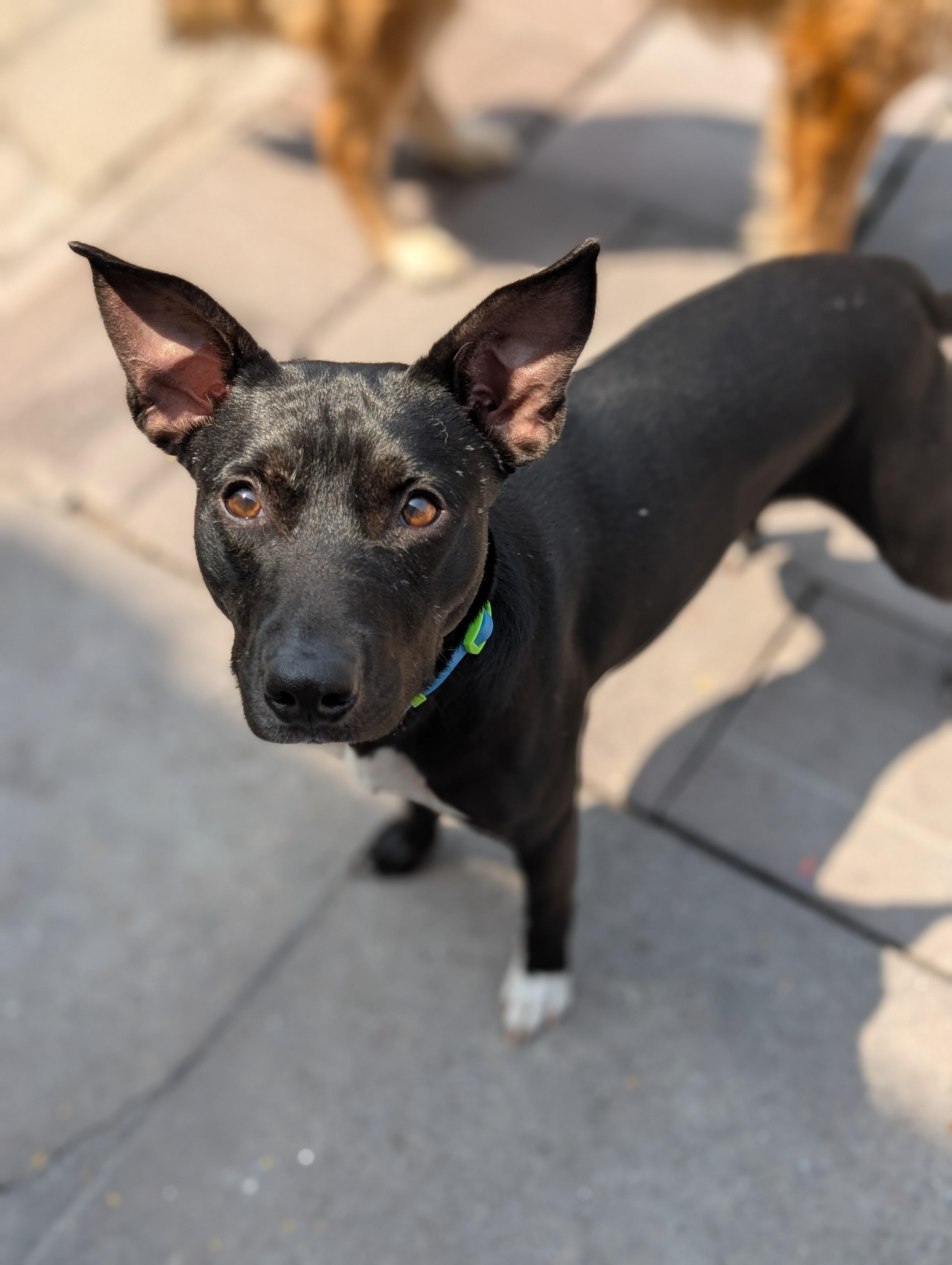 Oliver, a Adoptable Feist in Ozone Park, NY image 5/5