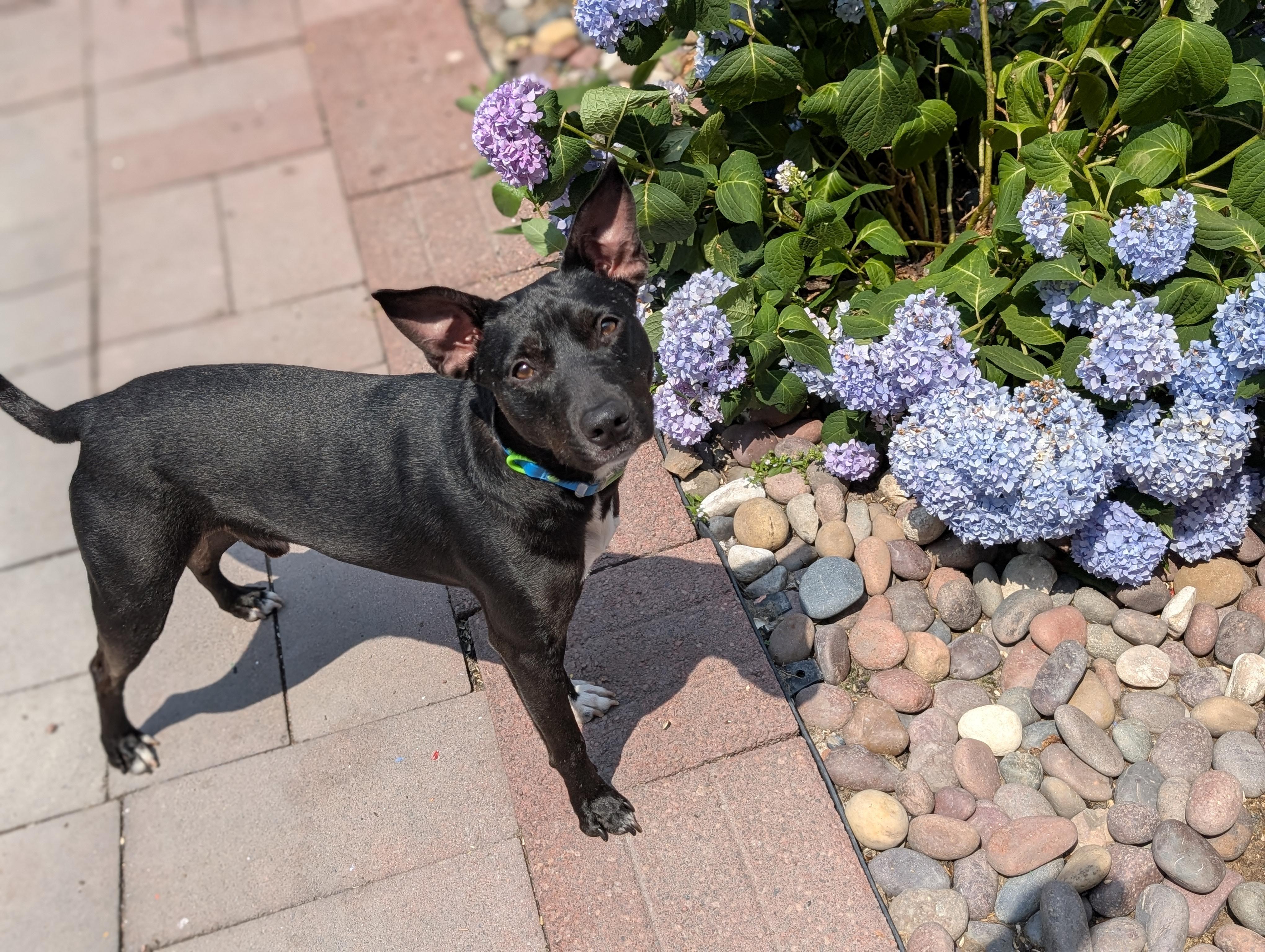 Oliver, a Adoptable Feist in Ozone Park, NY image 4/5