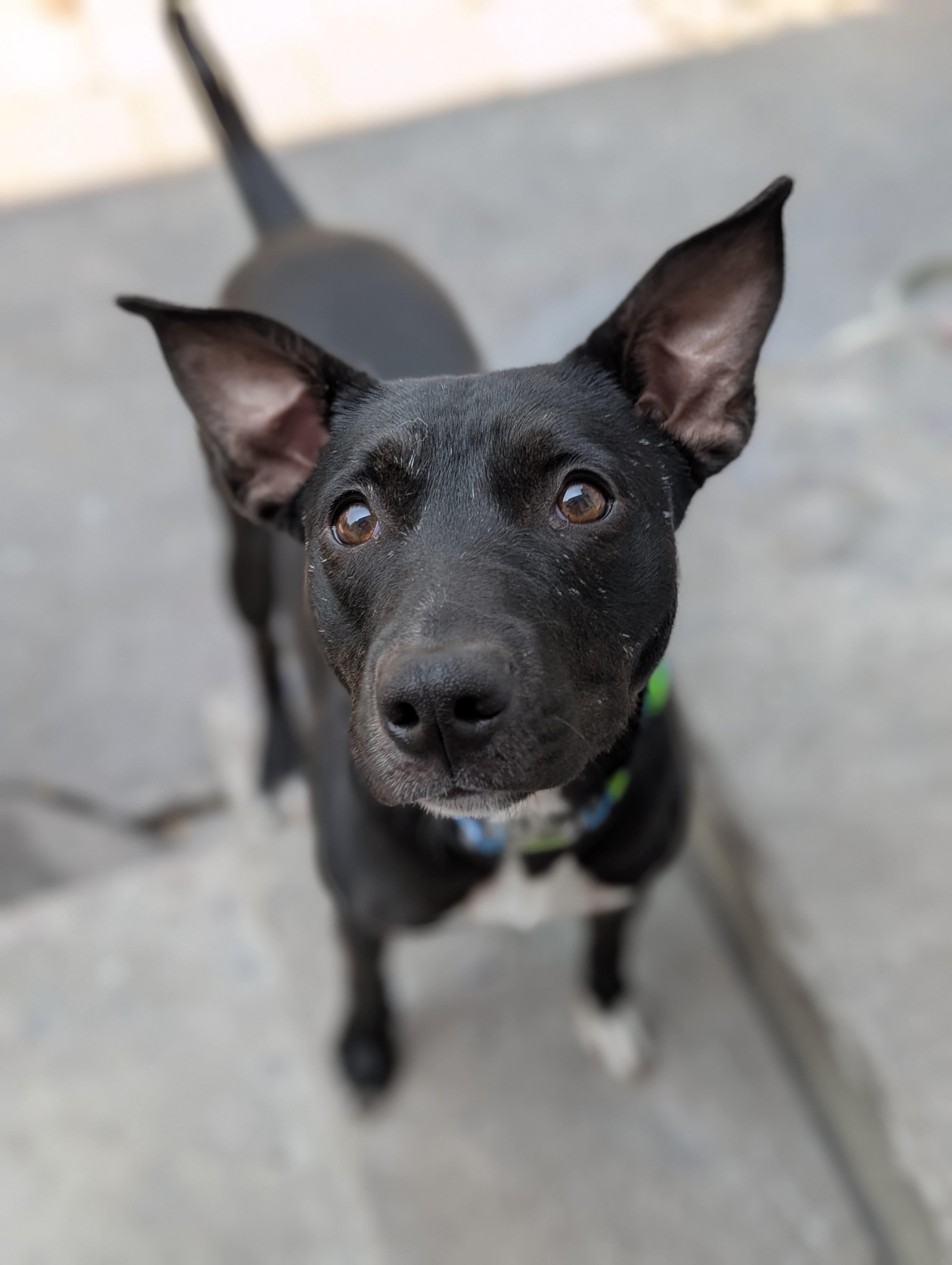 Oliver, a Adoptable Feist in Ozone Park, NY image 1/5