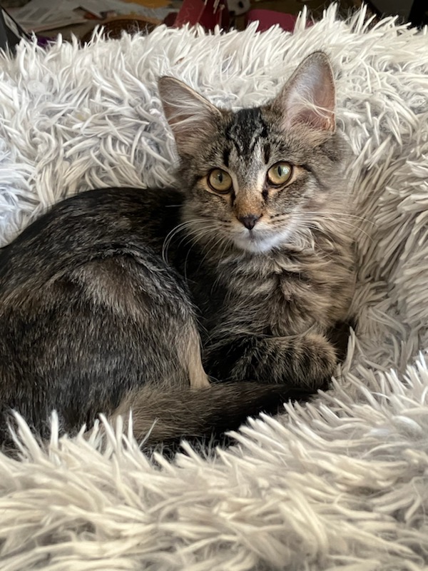 Sterling, Adoptable, Young Female Domestic Medium Hair.